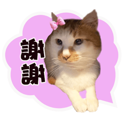 貓咪的日常用語001