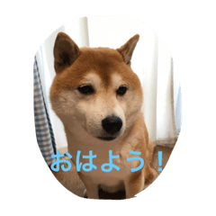 shibainuryu