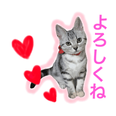 アメショ猫のにゃろちゃんスタンプ Line スタンプ Line Store アメショ猫のにゃろちゃんスタンプ Line スタンプ Line Store