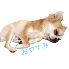 chihuahua Bambi