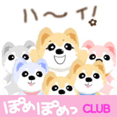 Animated cute Pomeranians club