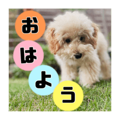 ponharu_20211102212840