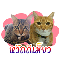 Cat Indy P.Fagthong,N.Tangtai