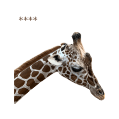 Mini Giraffe8