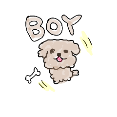 BOY -the cheerful dog-