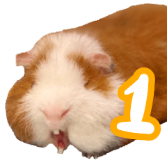 Kimichan-guinea pig1