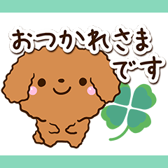 Toy poodle Red7