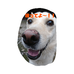 愛犬りゅうくんスタンプ♥