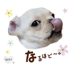 French Bulldog Cute ipuko