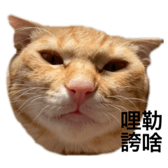 秋葵勾意小貓咪2（騎車嗎）