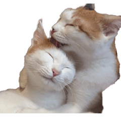 Photo Sticker of two cat3