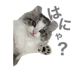 RINA_20211103155942