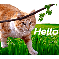 Cats Wording for Greeting