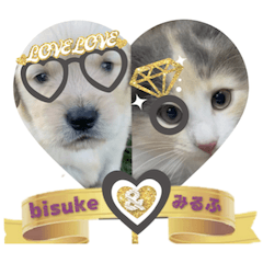 BISUKE'S STORY Golden Retriever-sep30