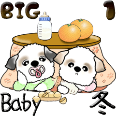 (Big) Baby Shih Tzu 1 (winter)