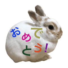 Cute rabbit Conito-san 7: Happy New Year
