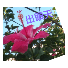 花話大千