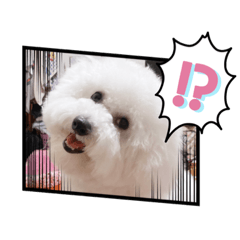 Bichon-bear life