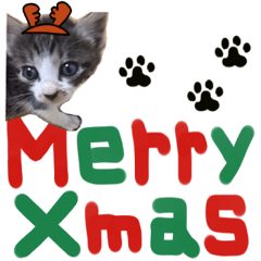 Christmas, New Year holidays kitten