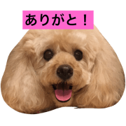 kuutama