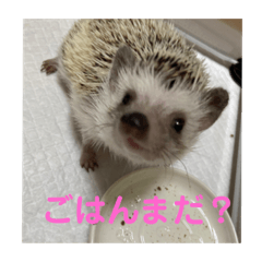 It's HARI HARI HARRY again today.