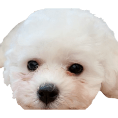 our_pet_20211104215511