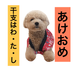 U asble  sticker  of  the  poodle.