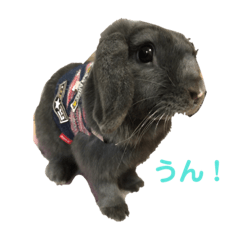 Alice_20211105115724