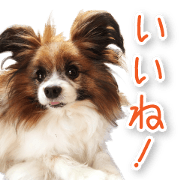 Papillon! Sticker