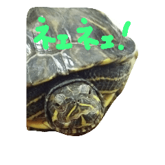 Turtle of Wada family