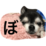 pretty dog HANA