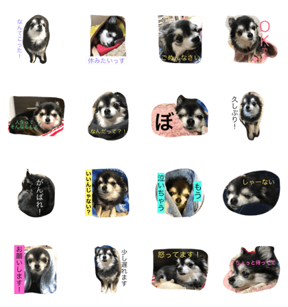 pretty dog HANA