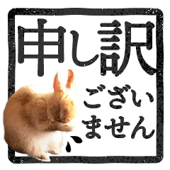 rabbit potapota