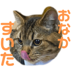 Kinaco_20211105191149