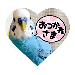 MyParakeet 1
