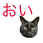 kuroneko jinkun