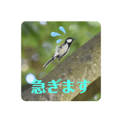 毎日野鳥