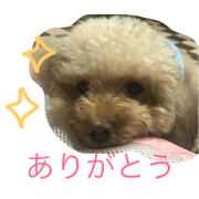 pretty dog ruru2