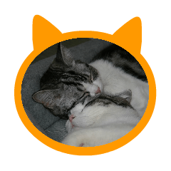Scottish Fold Cat.Ten & Sippo