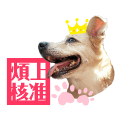 Rascal Dogs Chuchu Part3