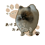 Pomeranians*part2
