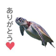 honu_20211105234505