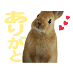 Satan and Rittan of rabbit