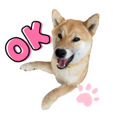 Ringo_20211106183742