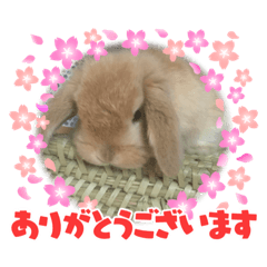 Rabbit  moko