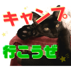 BLACK cat amo sticker