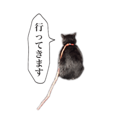 Every day of black cat YUKICHI