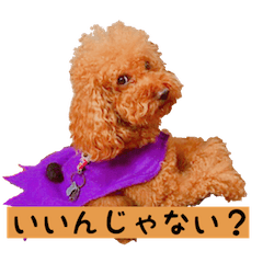 A toy poodle named happy