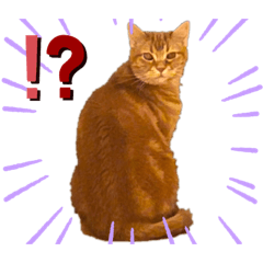 ayumi_20211106230354