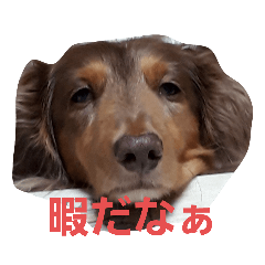 suzu_20211107000739